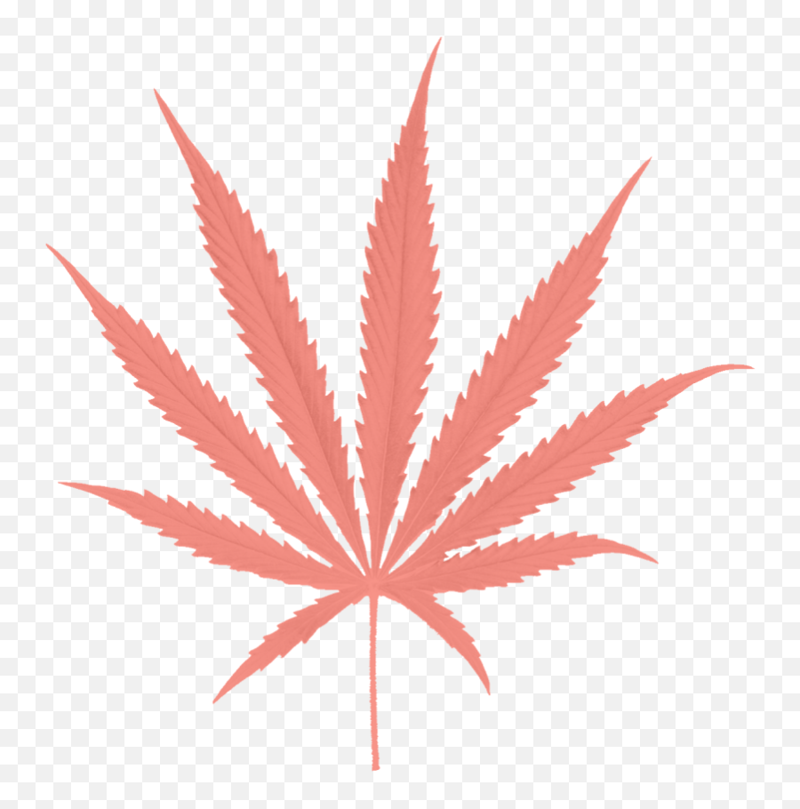 Download Paradiso Gardens Sativa Leaf - Cannabis Png Png Cannabis Png Emoji,Cannabis Png