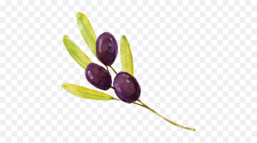 Olive Tree Syrian Middle Eastern Food U0026 Catering Oakley Emoji,Olive Tree Png