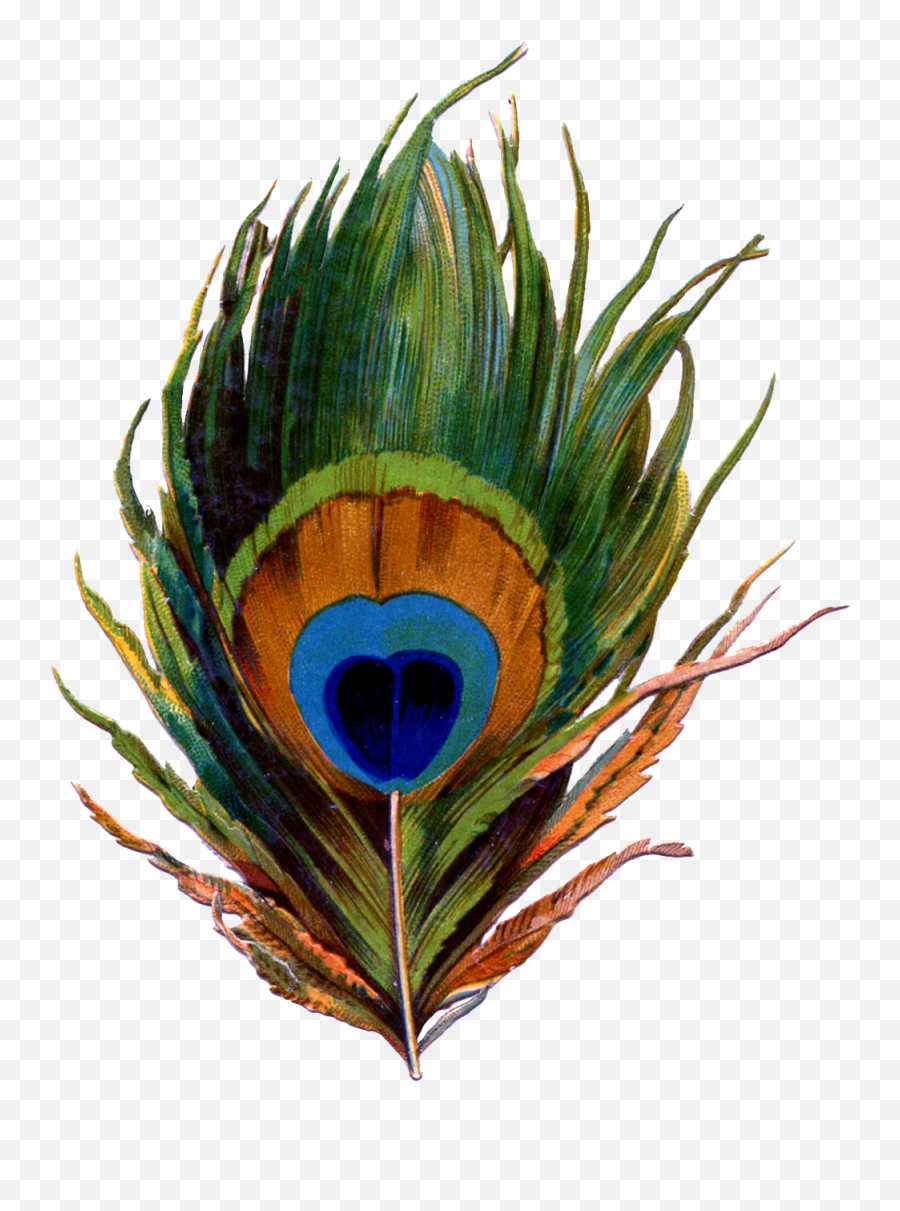 Peacock Feather Png Clipart - Amazing Peacock Feather Emoji,Toothless Clipart