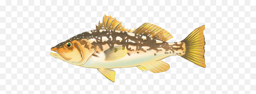 Fish Database - Perch Emoji,Cat Fish Clipart