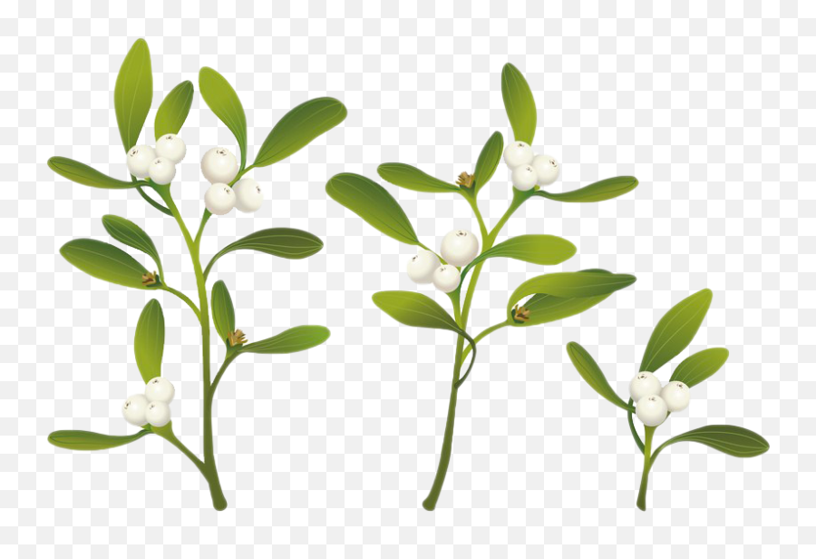 Real Mistletoe Png Clipart Png All - Real Mistletoe Emoji,Mistletoe Clipart