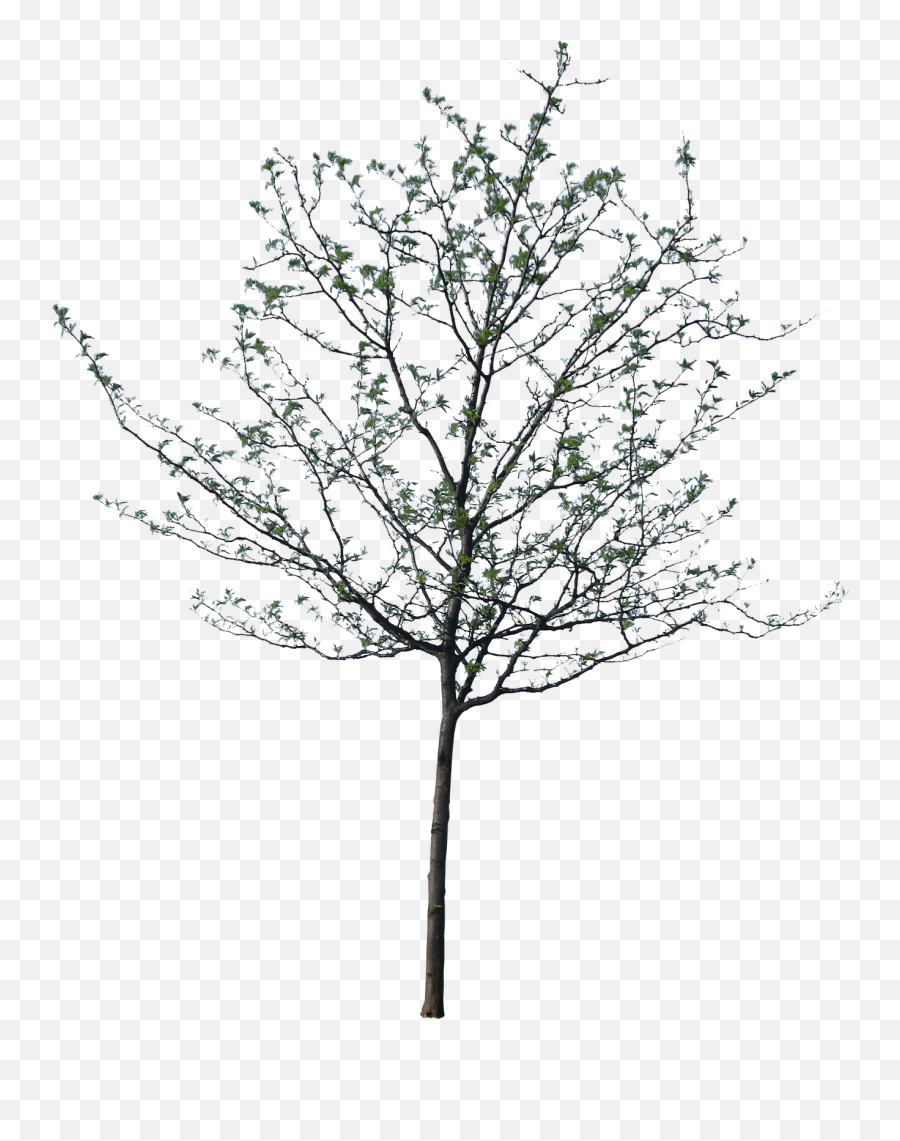 Springtime Tree Png Black And White U0026 Free Springtime Tree - Transparent Architectural Trees Png Emoji,Spring Clipart Black And White