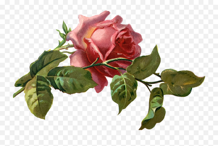 Vintage Rose Bloom Emoji,Vintage Roses Png