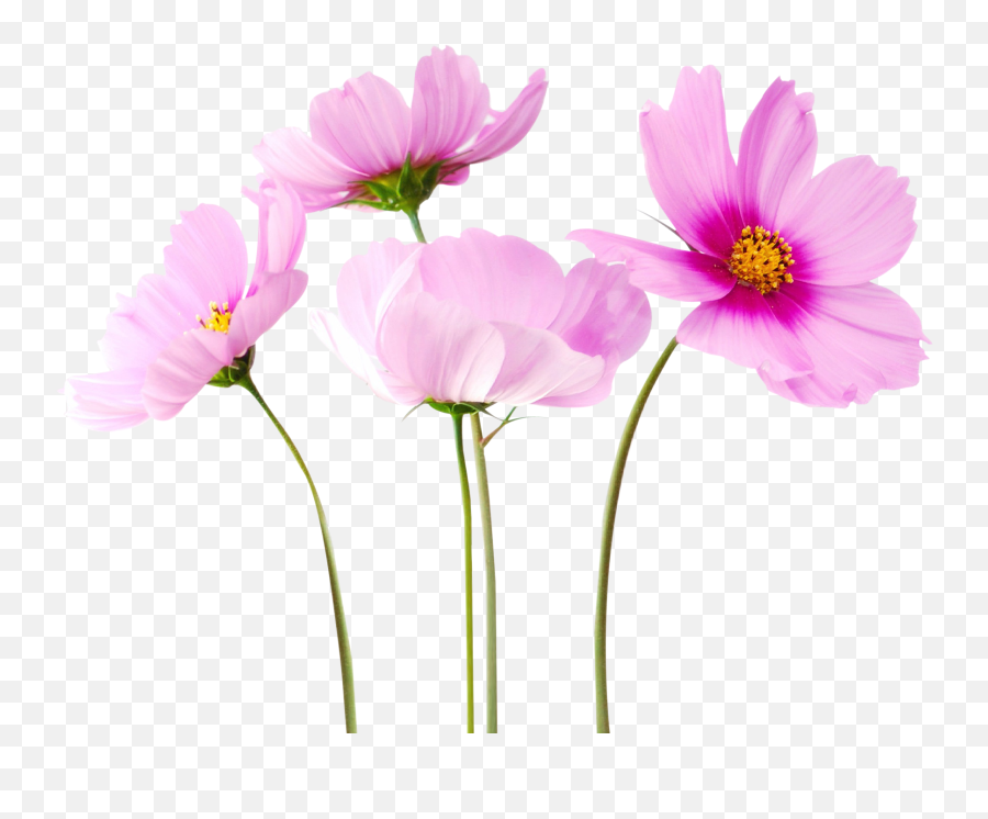 Flowers Png Free Download - Flowers Png Emoji,Flower Png