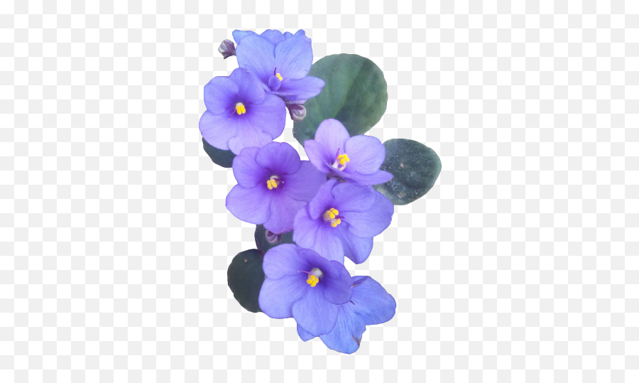 Violet Flower Png Transparent Images - Transparent African Violet Png Emoji,Purple Flower Transparent