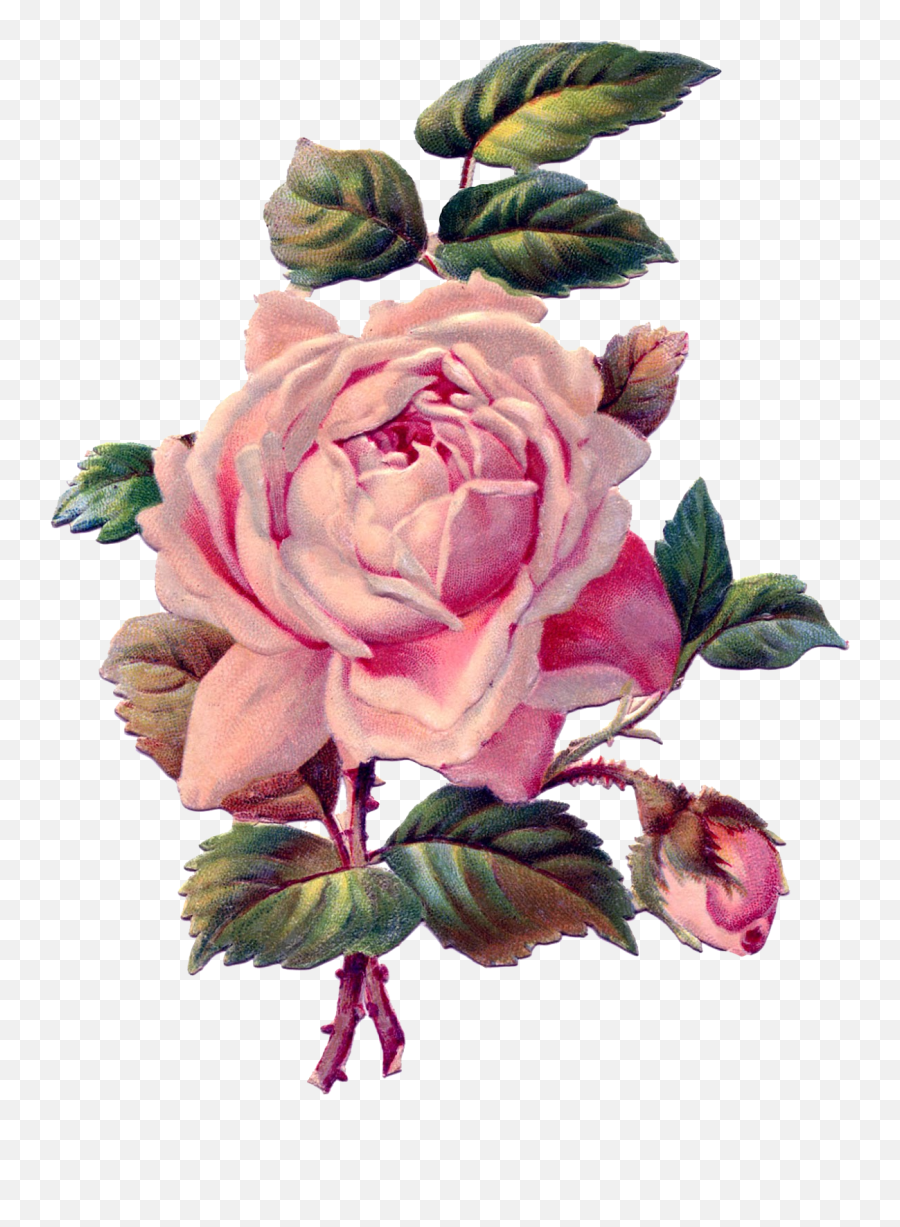 Download Vintage Roses Png Emoji,Vintage Roses Png