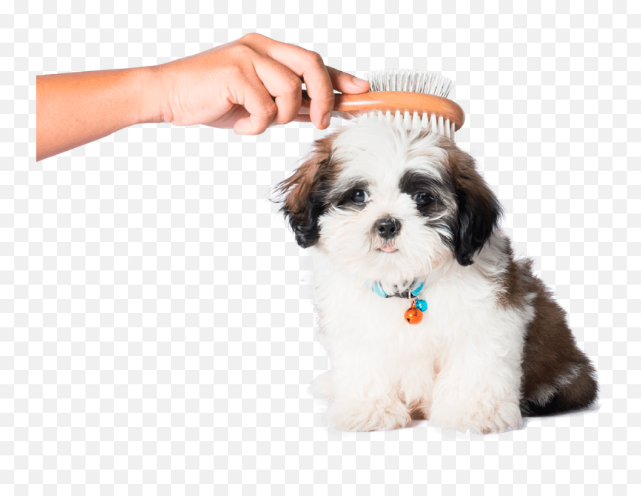 Congas Pet Grooming A Great Mobile P 1520176 - Png Emoji,Dog Grooming Clipart