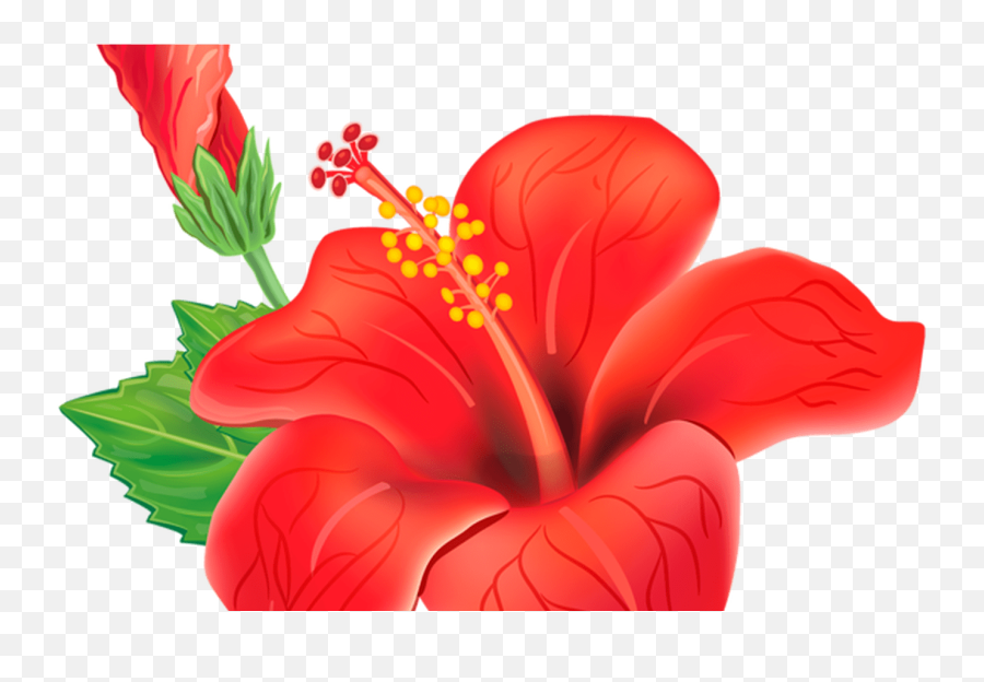 Download Hd Red Exotic Flower Png Clipart Picture Moana - Clipart Gumamela Flower Emoji,Moana Clipart
