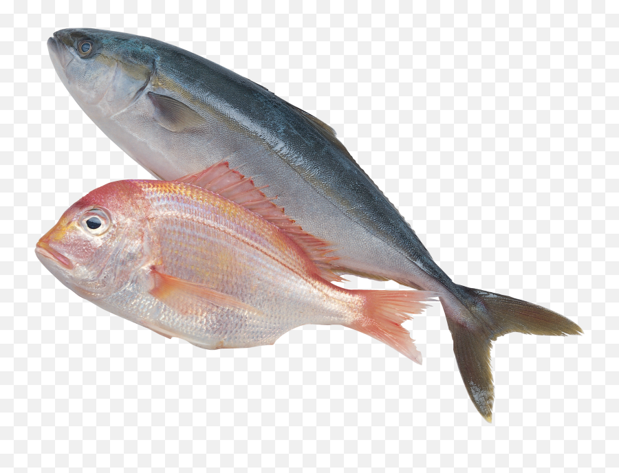 Fish Png Emoji,Fish Png Clipart