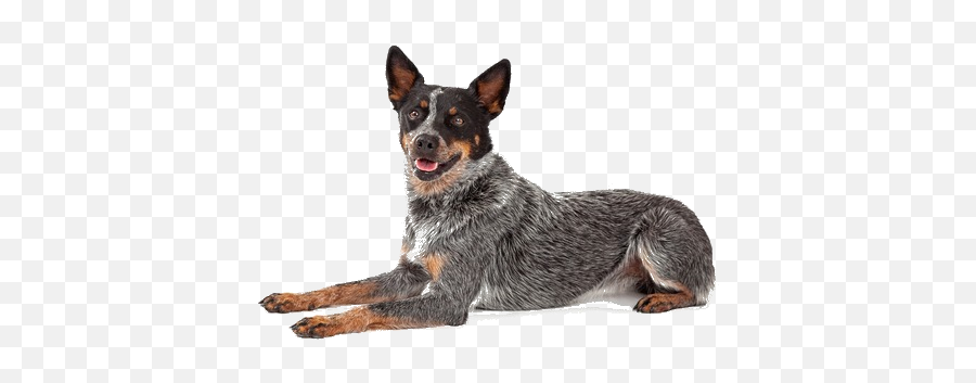 Australian Cattle Dog Breed Facts And Information Petcoach - Australian Rcattle Dog Emoji,Dog Transparent