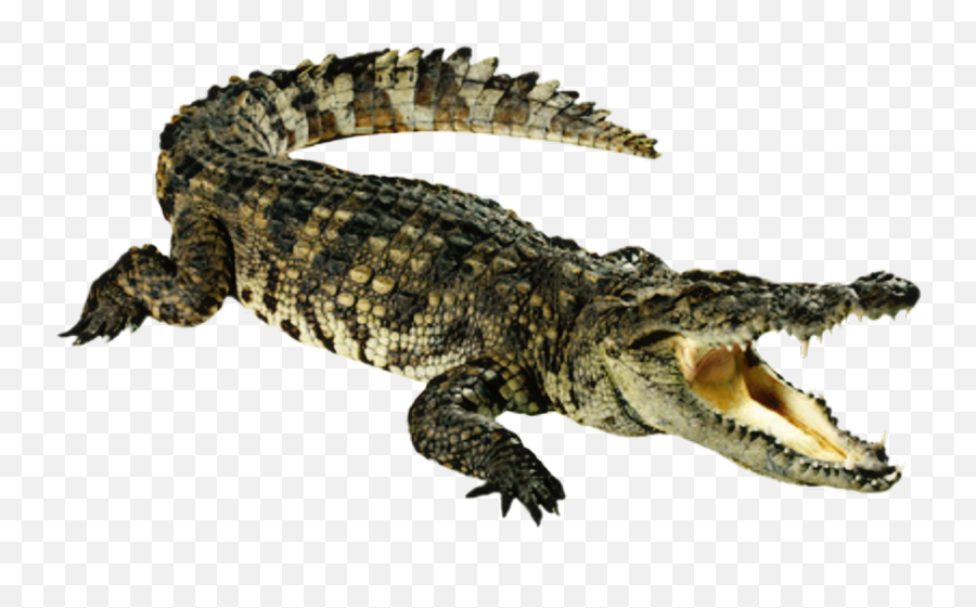 Water Clipart Crocodile Picture - Crocodile Png Emoji,Crocodile Clipart