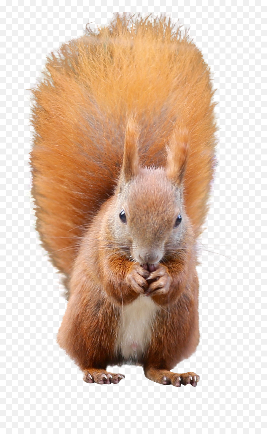 Squirrel Png - Squirrel Png Transparent Emoji,Squirrel Png