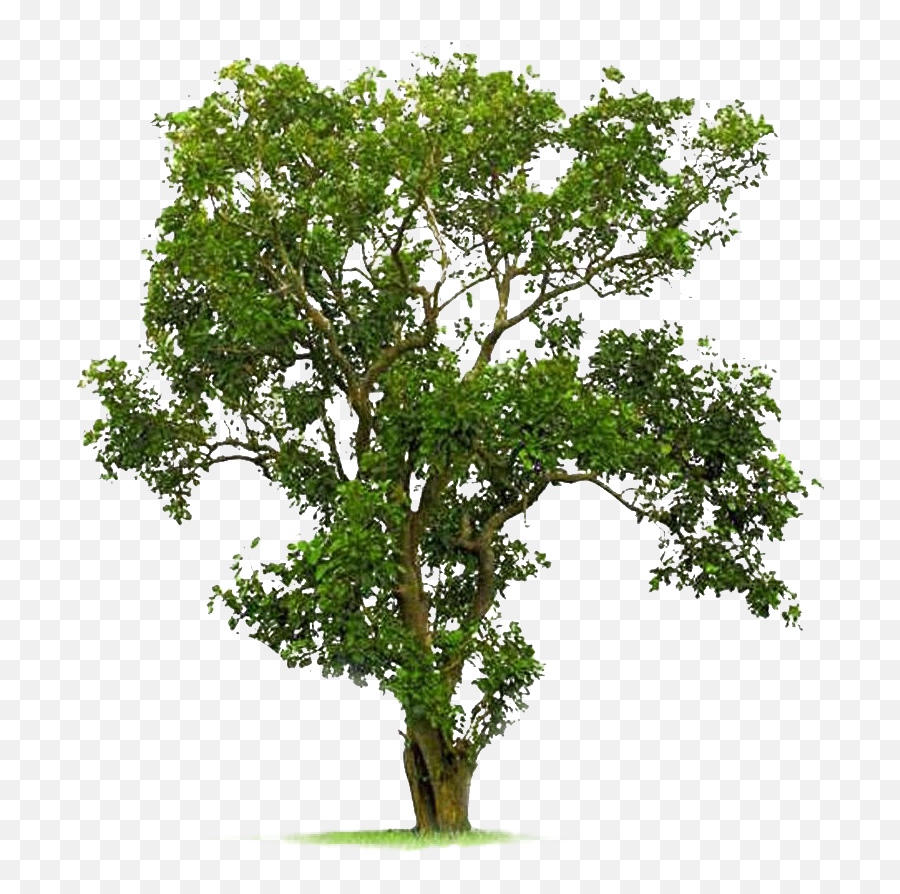 Green Oak Tree - Bodhi Tree Transparent Background Emoji,Oak Tree Png