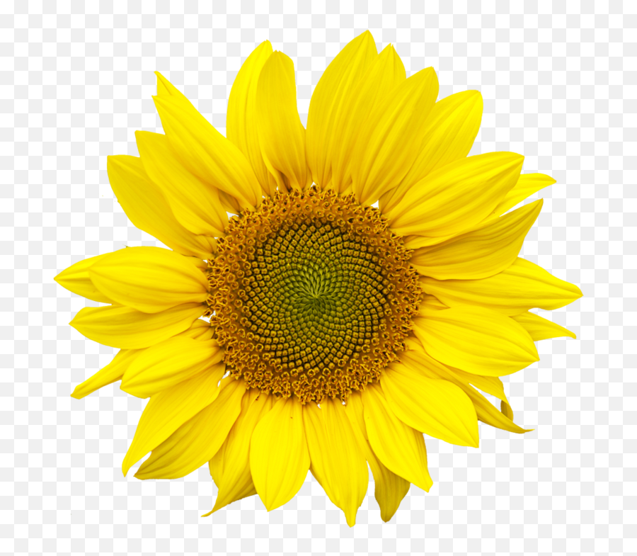Made From Up - Transparent Clear Background Sunflower Png Emoji,Sunflower Clipart