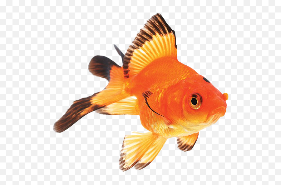 Fantail Goldfish Png Pic - Goldfish Emoji,Gold Fish Png