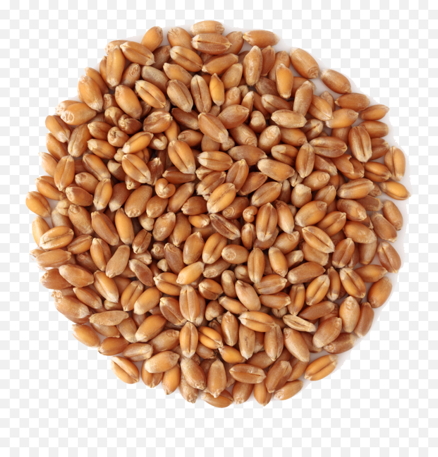 Grain Of Wheat Png U0026 Free Grain Of Wheatpng Transparent - Wheat Emoji,Wheat Clipart