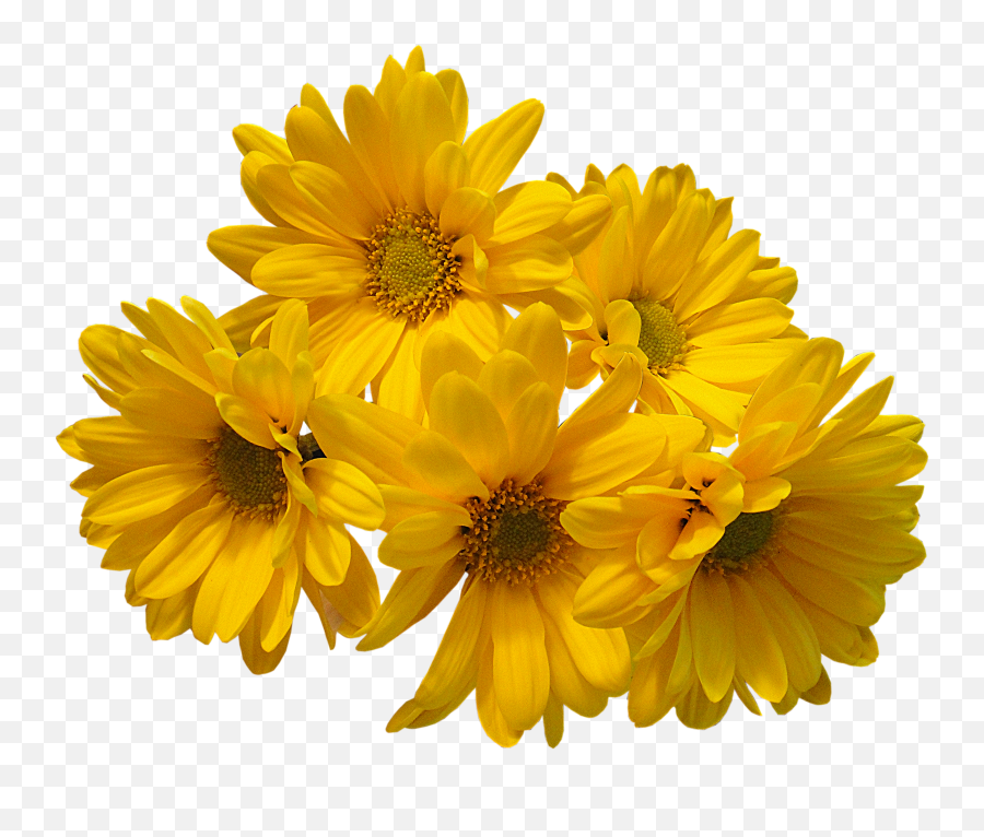 Yellow Flower Background Png - Atomussekkaiblogspotcom Emoji,Transparent Flower Border Tumblr