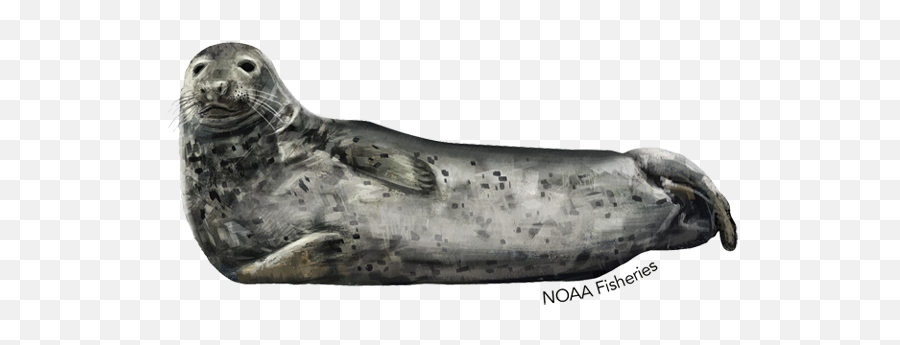 New - Harbor Seal Noaa Emoji,Seal Png
