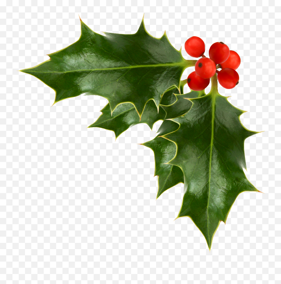 Christmas Holly Christmas Icons - Transparent Christmas Holly Png Emoji,Holly Clipart