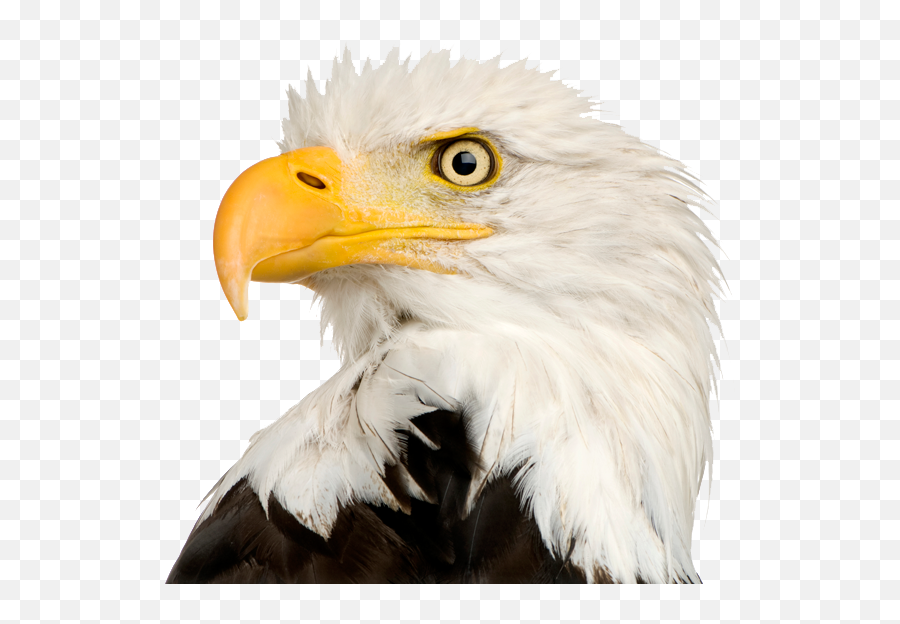 Bald Eagle Png Transparent - Transparent Bald Eagle Head Png Emoji,Eagle Png