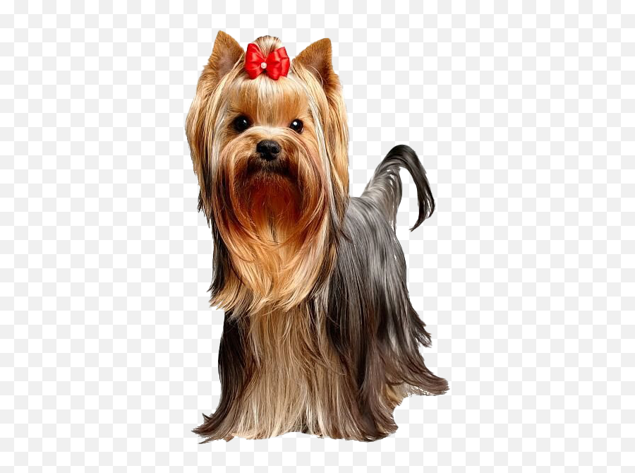 Cute Yorkshire Terrier Dog Transparent Emoji,Cute Dog Png