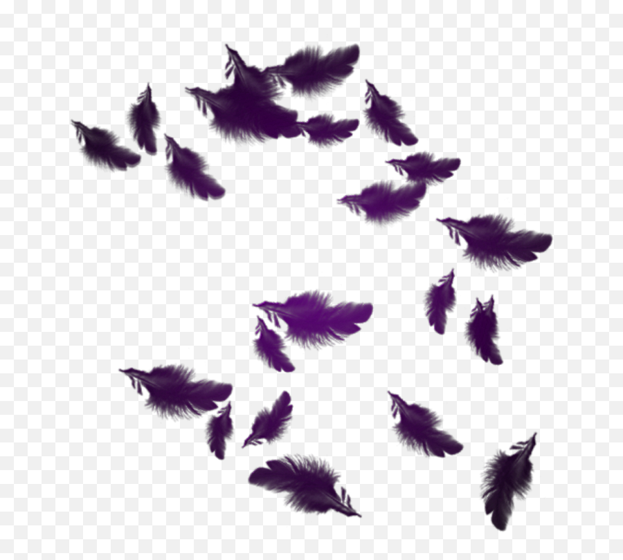Floating Feather Png Transparent Images U2013 Free Png Images - Animal Product Emoji,Feather Png