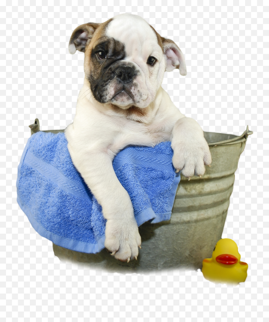 Bull Dog Png - Clip Art Royalty Free Stock Dog In Bath Dog Bath Png Emoji,Bath Clipart