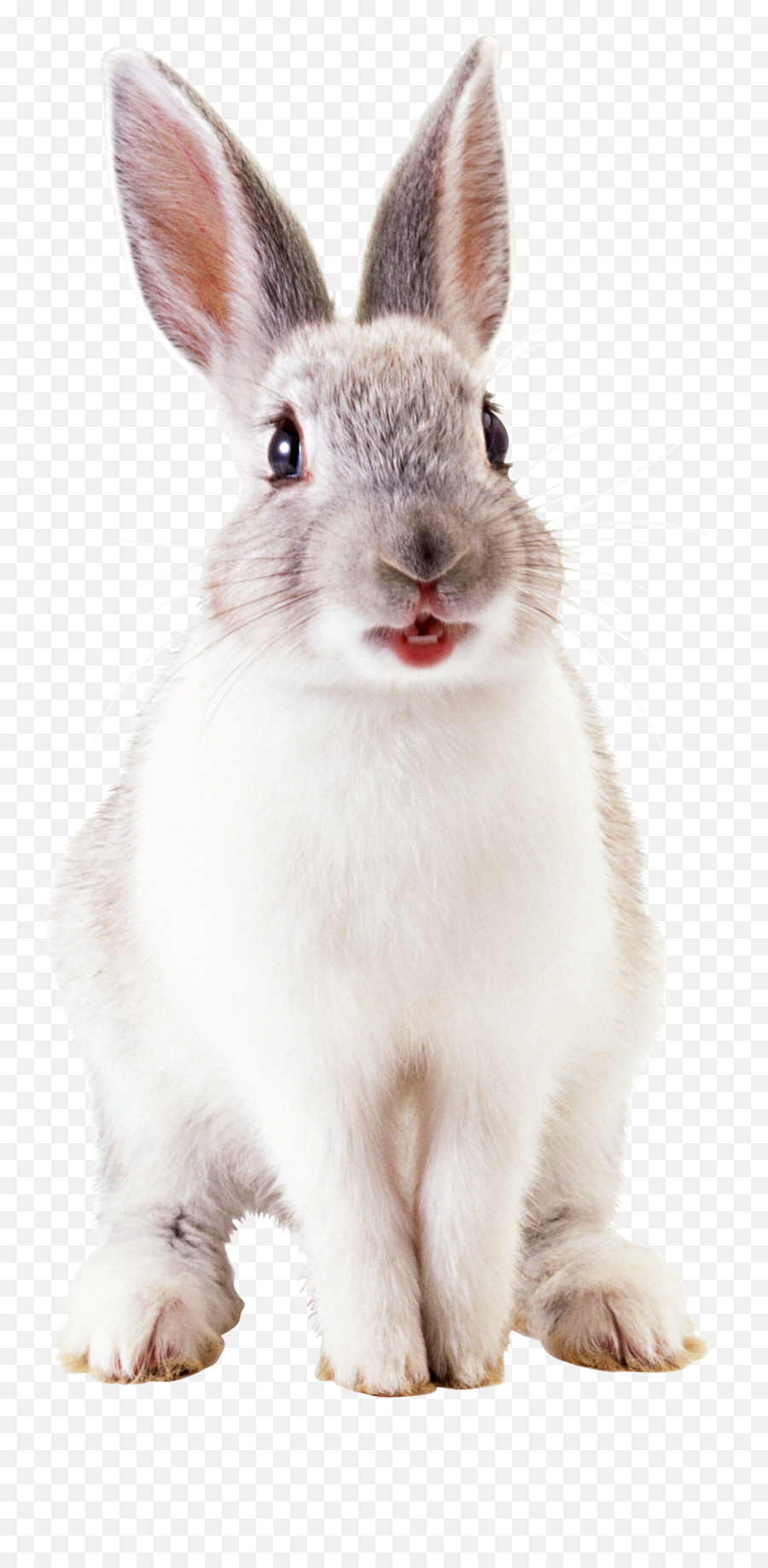White Rabbit Png Image - Transparent Rabbit White Background Emoji,Rabbit Png