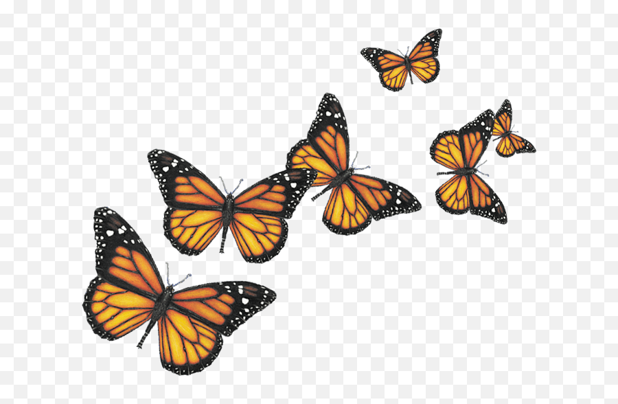 Six Butterflies Transparent Png - Butterflies Transparent Background Png Emoji,Butterflies Transparent