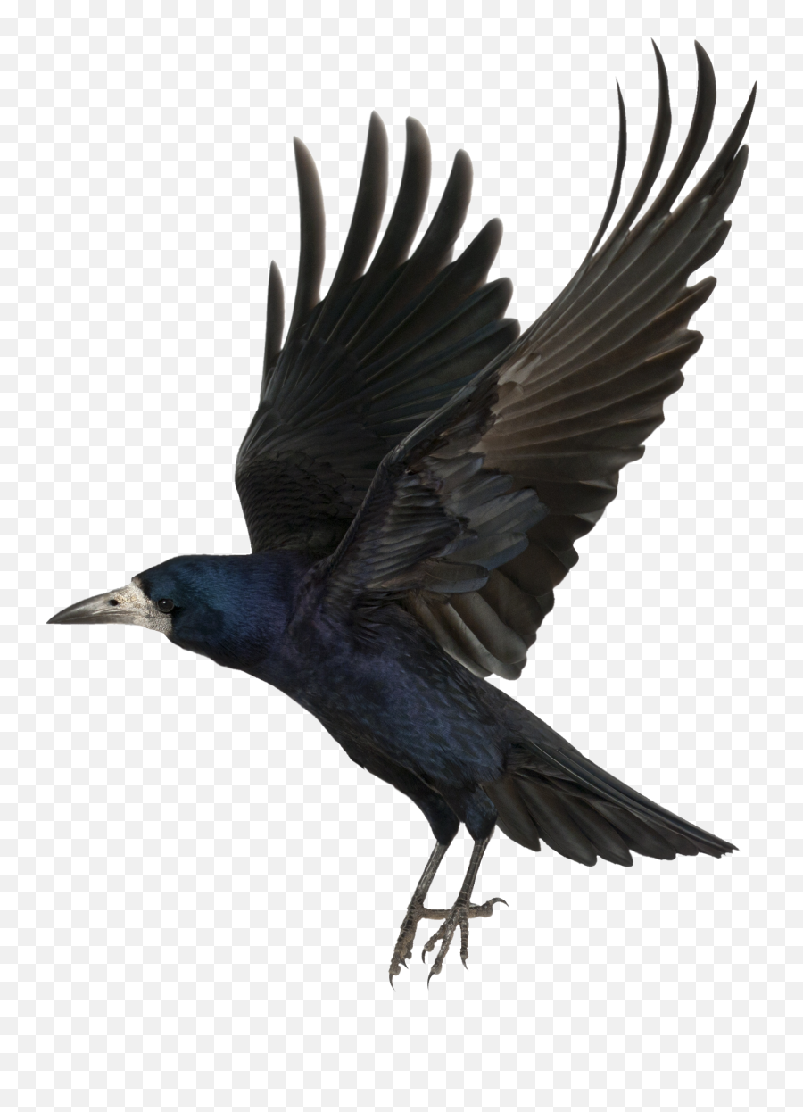 Common Raven As The Crow Flies Clip Art - Crow Png Download Rook Bird Png Emoji,Crow Clipart