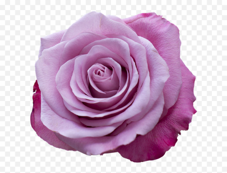 Rosa Rosa - Rose Emoji,Rosa Png