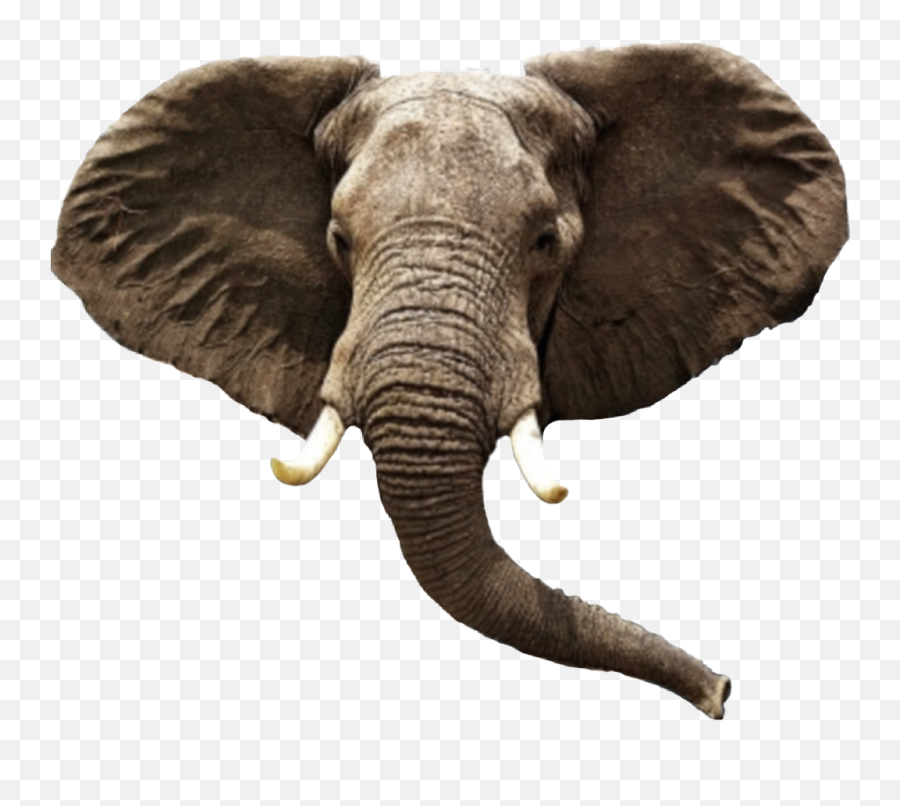 Elephant Head Elephanthead - Elephant Aesthetic African Elephant Head Png Emoji,Elephant Transparent Background