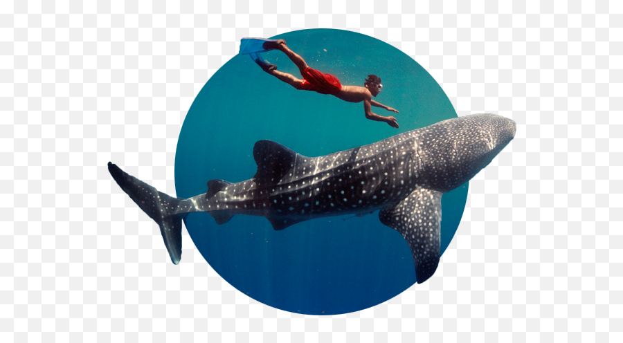 Whale Sharks Emoji,Sharks Png