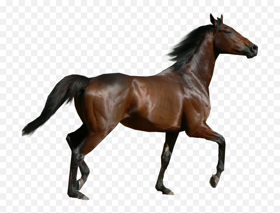 Horse Png Image Free Download Picture Transparent Background - Horse Transparent Background Emoji,Transparent Background