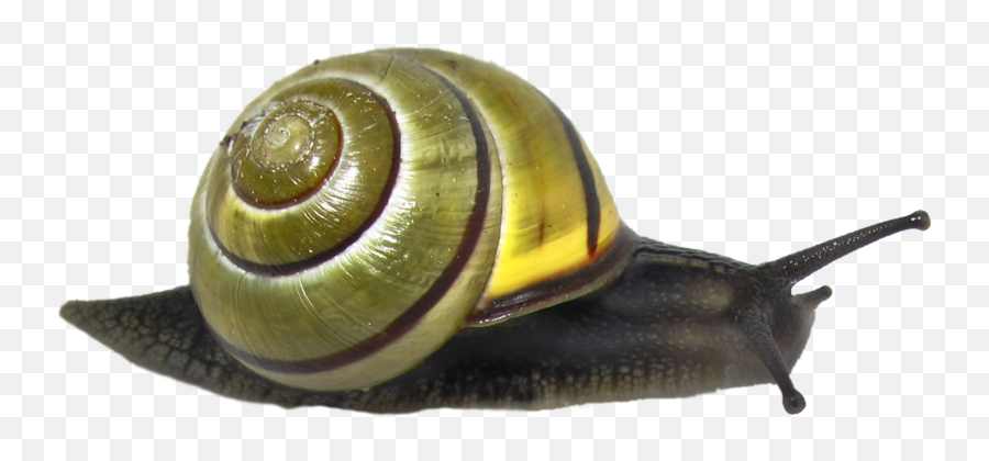 Download Snail Png Clipart Hq Png Image - Transparent Background Snail Png Emoji,Snail Clipart
