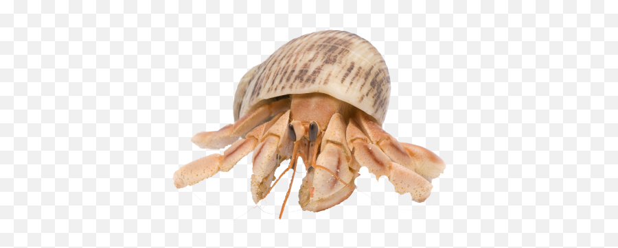 Hermit Crab - Land Hermit Crab Png Emoji,Crab Transparent Background