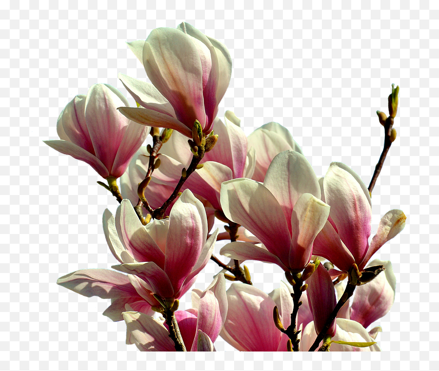 Magnolia Tree Flowers Emoji,Magnolia Png