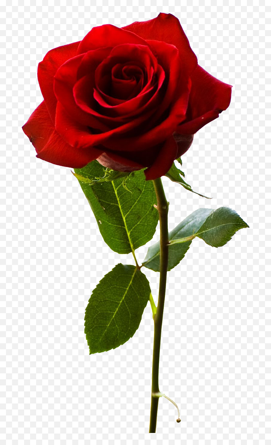 Red Rose Png 1600x1509 - Rose With Stem Hd Emoji,Flower Png