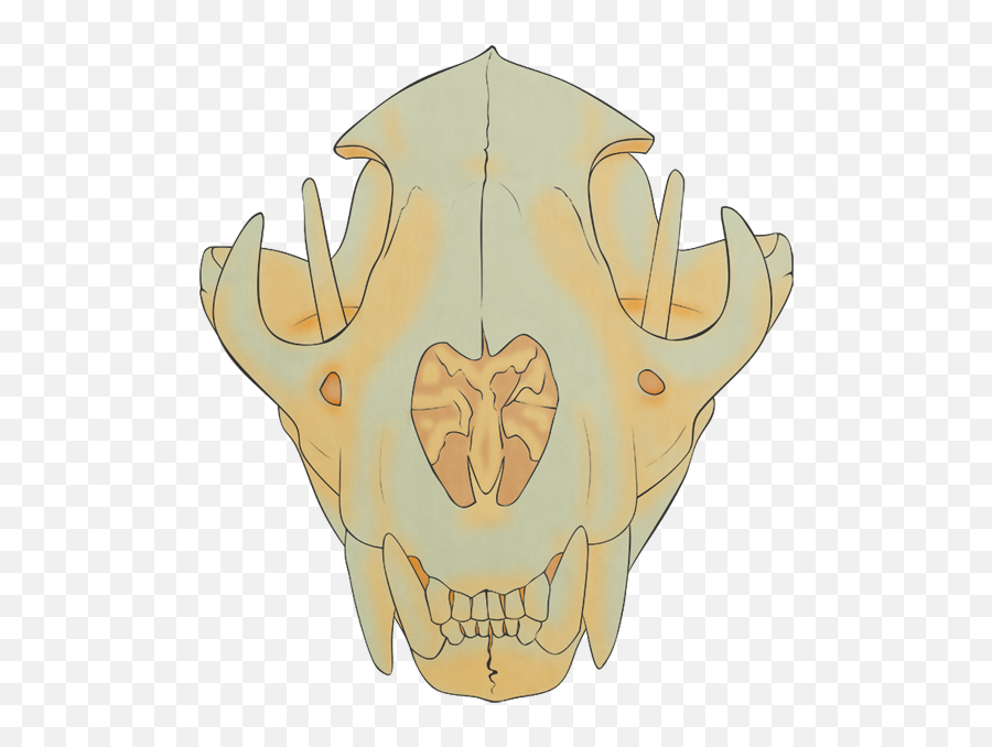 Cartoon Skull Png - Lion Skull Illustration 1505759 Ugly Emoji,Cartoon Skull Png