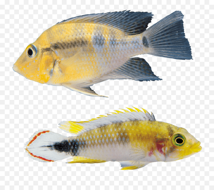 Download Free Png Fish Png Images Transparent - Fish Full Emoji,Fish Png Clipart