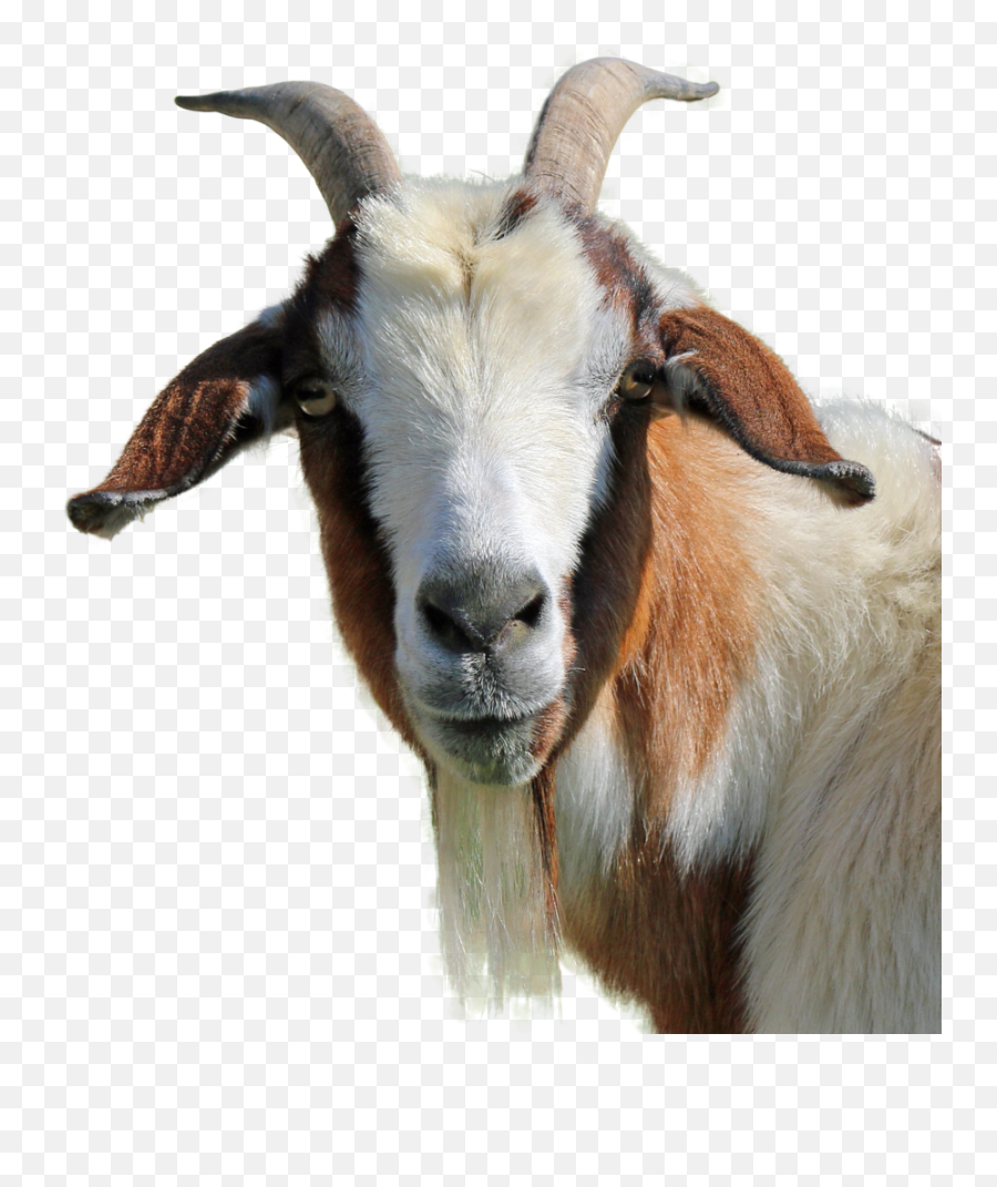 Free Png Goat Transparent White Goat B 1735687 - Png Goat Hd Images Png Emoji,Goat Clipart