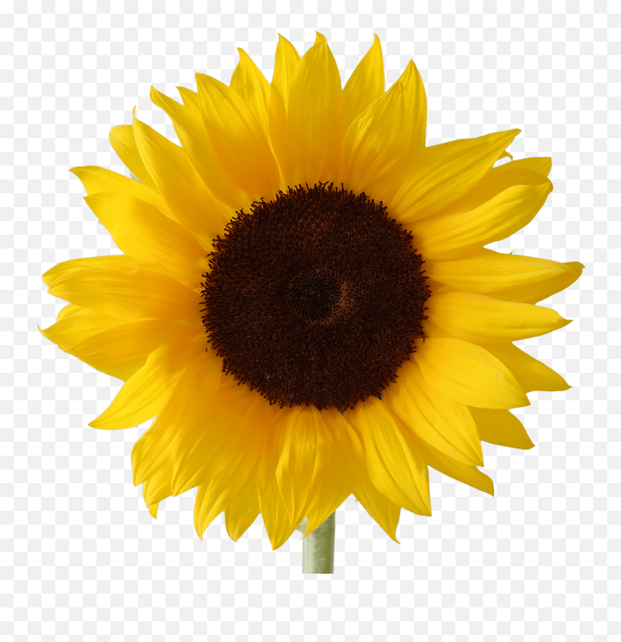 Clipart Transparent Background Common Sunflower Clipart - Transparent An Sunflower Gif Emoji,Clipart Backround