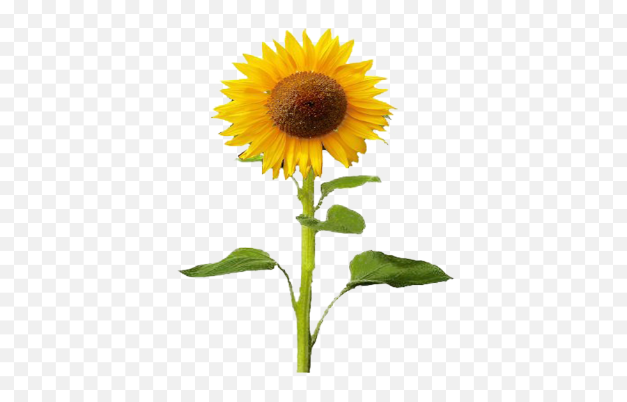Girasol - Sunflower Plant Transparent Png Original Size Sunflower Full View Emoji,Girasol Png