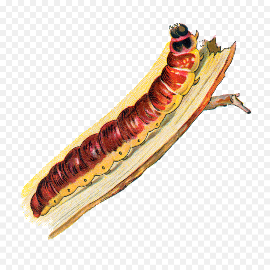 Cossus Cossus Caterpillar - Caterpillar Emoji,Caterpillar Png