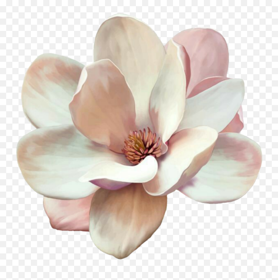 Magnolia Flower Transparent Background - White Watercolor Magnolia Tattoo Emoji,Magnolia Png