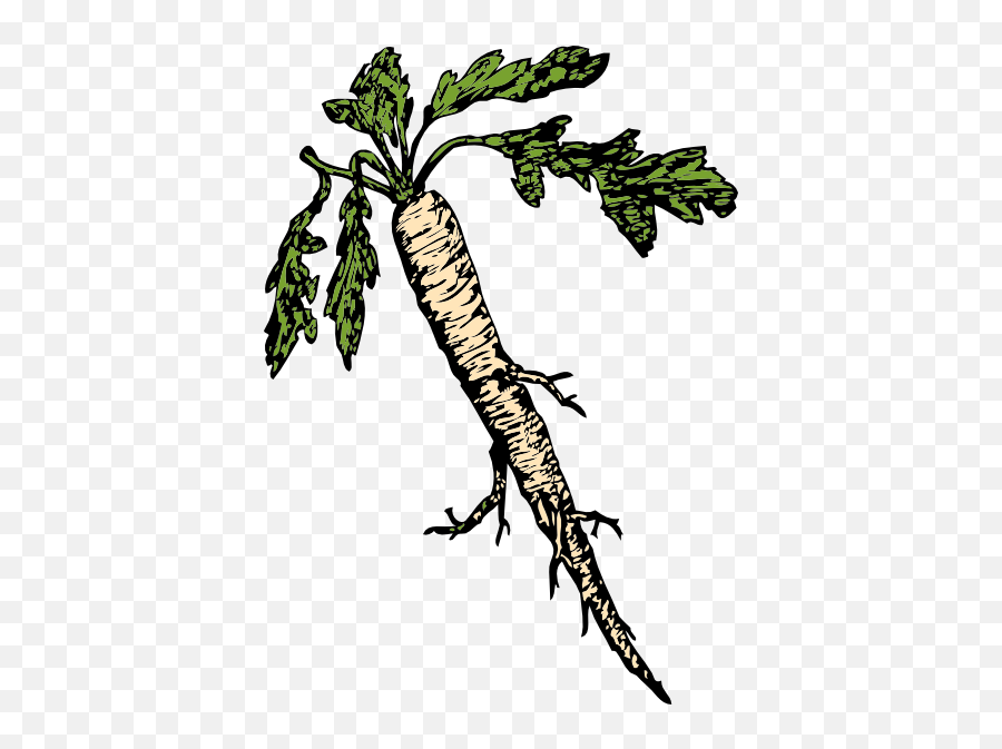 Salsify Food Plants Root Clip Art 114937 Free Svg Download Emoji,Foods Clipart