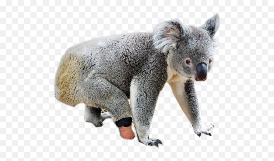 Triumph The Koala Climbs And Runs With Prosthetic Foot Made Emoji,Koala Png