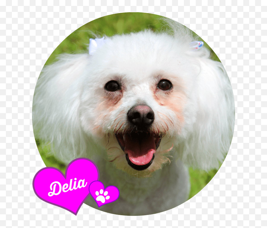 Deliau0027s Adventures Archives - Heartprints Pets Emoji,Foxhound Logo Tattoo