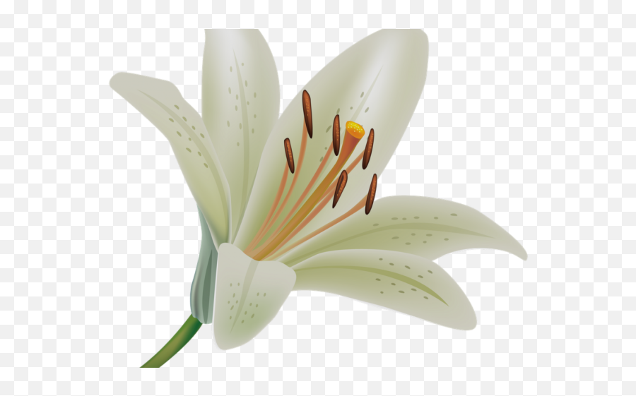 Download Calla Lily Clipart Potluck - Easter Lily On Transparent Background Emoji,Potluck Clipart
