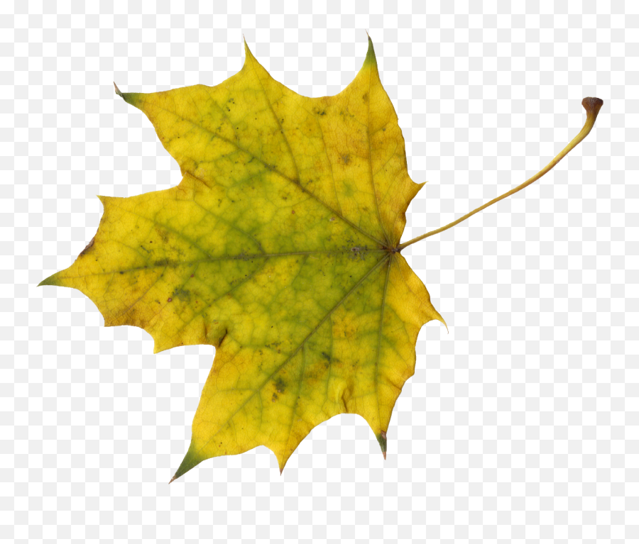 10 Maple Leaves Transparent - Portable Network Graphics Emoji,Leaves Png